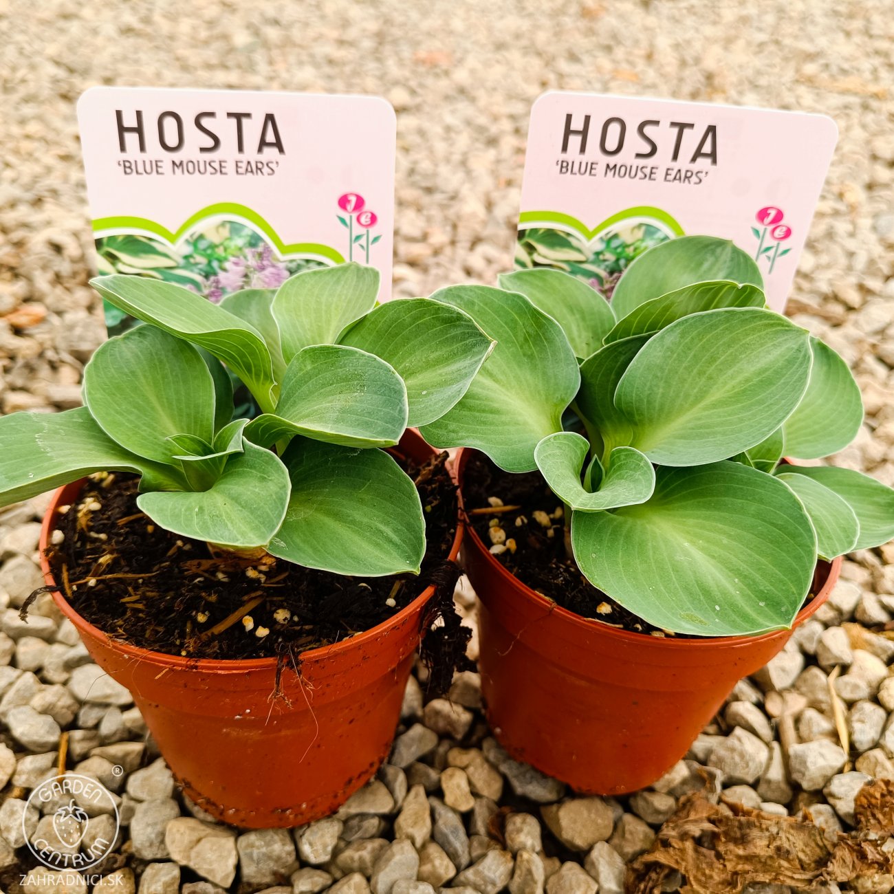 Obrázok Funkia ( Hosta) ´BLUE MOUSE EARS´ - kont. P11
